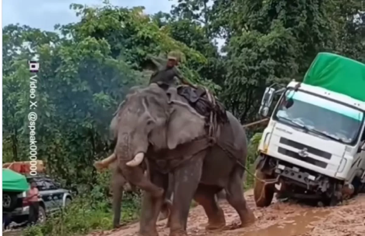 Viral! Gajah Diminta Tarik Truk dari Kubangan Lumpur, Aksi Ini Tuai Sorotan Warganet